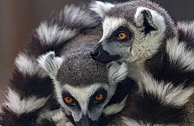 偶像养成模拟游戏《偶像经理人》CM公布 游戏8月25日发售